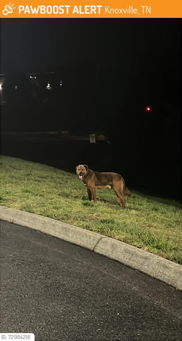 Found/Stray Male Dog last seen Town center blvd first horizen bank and pelli parkway, Knoxville, TN 37922