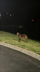 Found/Stray Male Dog last seen Town center blvd first horizen bank and pelli parkway, Knoxville, TN 37922