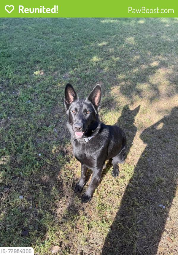 Reunited Female Dog last seen Next level , San Angelo, TX 76904