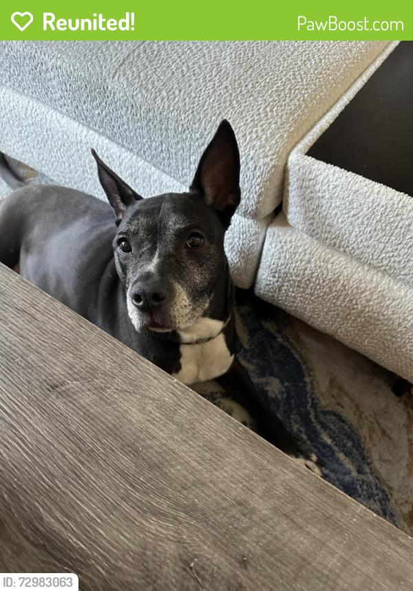 Reunited Female Dog last seen N. Capitol and Michigan Avenue, Washington, DC 20017