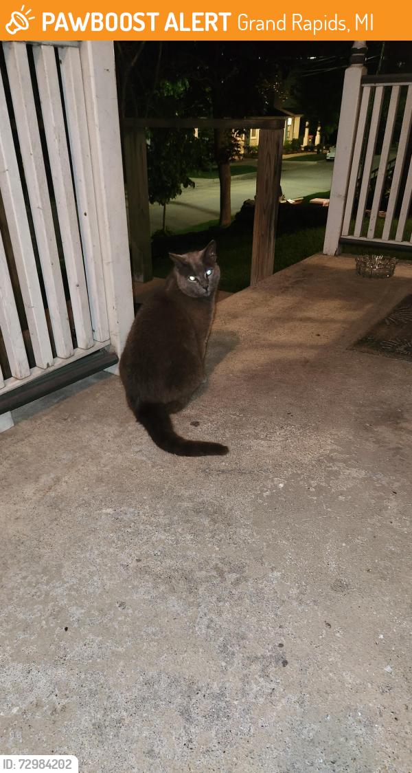Found/Stray Male Cat last seen Look Out Park area, Grand Rapids, MI 49503
