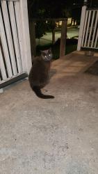Found/Stray Male Cat last seen Look Out Park area, Grand Rapids, MI 49503