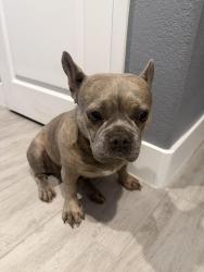 Reunited Female Dog last seen Huntington Cove @ Liberty, Las Vegas, NV 89178