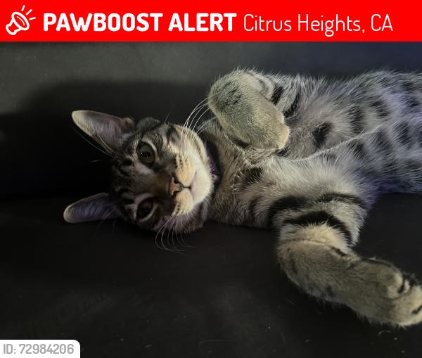Lost Male Cat last seen Sunrise and antelope, Citrus Heights, CA 95610
