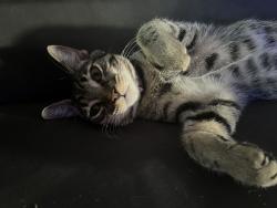 Lost Male Cat last seen Sunrise and antelope, Citrus Heights, CA 95610