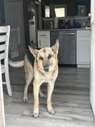 Lost Male Dog last seen Van Duzer, Staten Island, NY 10304