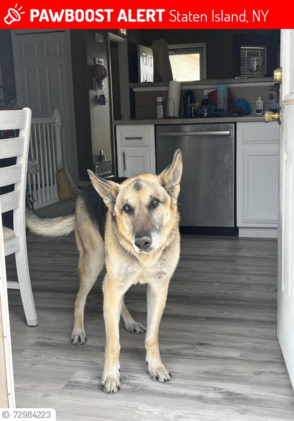 Lost Male Dog last seen Van Duzer, Staten Island, NY 10304