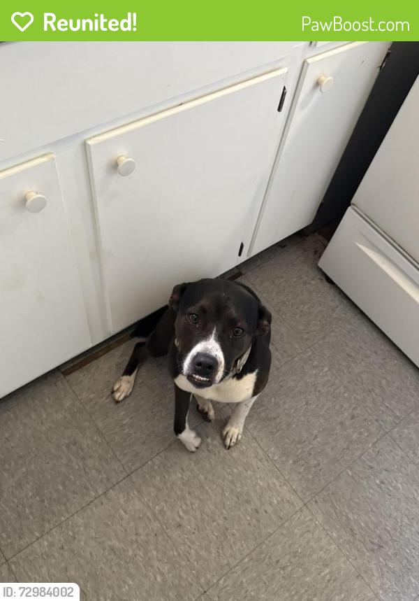 Reunited Female Dog last seen Next level , San Angelo, TX 76904