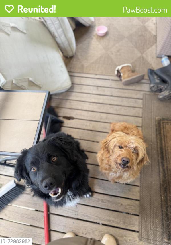Reunited Male Dog last seen Jackson Hwy S, Toledo, WA 98591