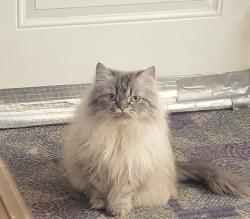 Reunited Male Cat last seen Near and 147a , Surrey, BC V3S 8Z3