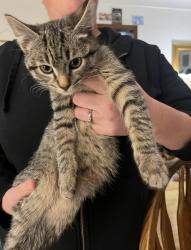 Reunited Female Cat last seen Mackubin Street and Arlington Avenue, Saint Paul, MN 55103