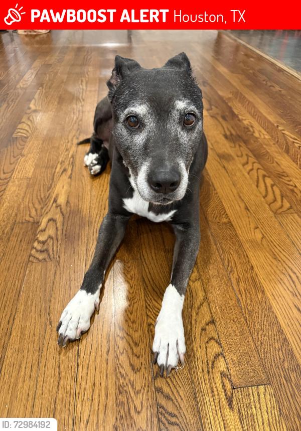 Lost Female Dog last seen Knoboak and gessner , Houston, TX 77043