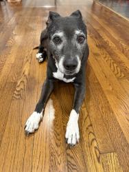 Lost Female Dog last seen Knoboak and gessner , Houston, TX 77043