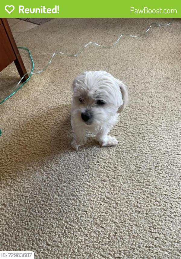 Reunited Male Dog last seen Tamarack, Carlsbad, CA 92008
