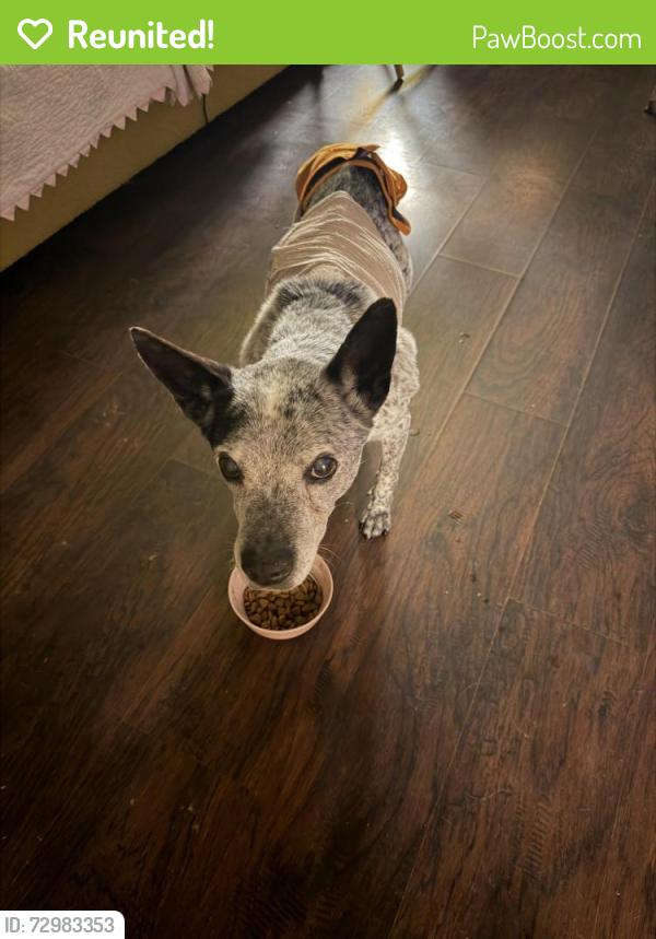 Reunited Female Dog last seen Brannon and Potomac, St. Louis, MO 63139