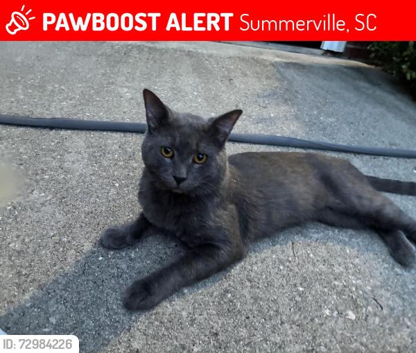Lost Male Cat last seen Ladson Dr, Summerville, SC 29485