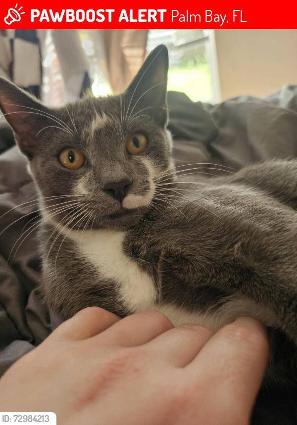 Lost Male Cat last seen Jupiter and malabar , Palm Bay, FL 32907