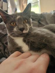 Lost Male Cat last seen Jupiter and malabar , Palm Bay, FL 32907