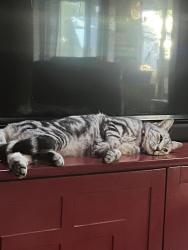 Lost Female Cat last seen Main and Higley , Mesa, AZ 85205
