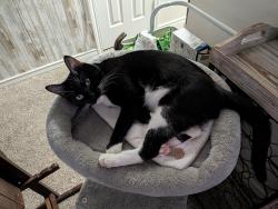 Reunited Male Cat last seen Thomas Sinclair, Austin, TX 78728