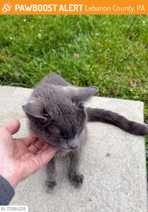 Found/Stray Female Cat last seen Heilmandale Road , Lebanon County, PA 17046