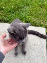 Found/Stray Female Cat last seen Heilmandale Road , Lebanon County, PA 17046