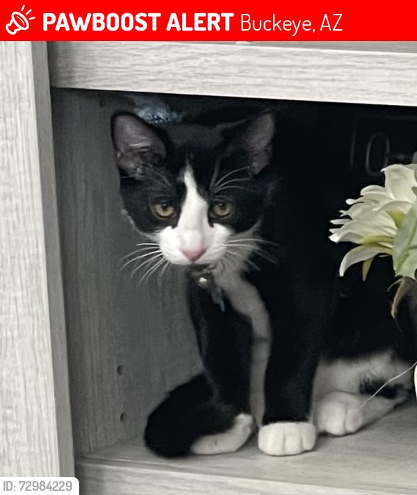 Lost Male Cat last seen Tartesso, Buckeye , Buckeye, AZ 85396