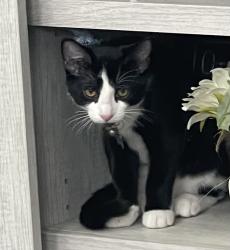 Lost Male Cat last seen Tartesso, Buckeye , Buckeye, AZ 85396