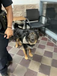 Shelter Stray Male Dog last seen Near W 10th Street, NEW YORK, NY, 10014, New York, NY 10029