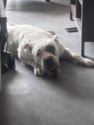 Found/Stray Female Dog last seen Rundberg, Austin, TX 78753