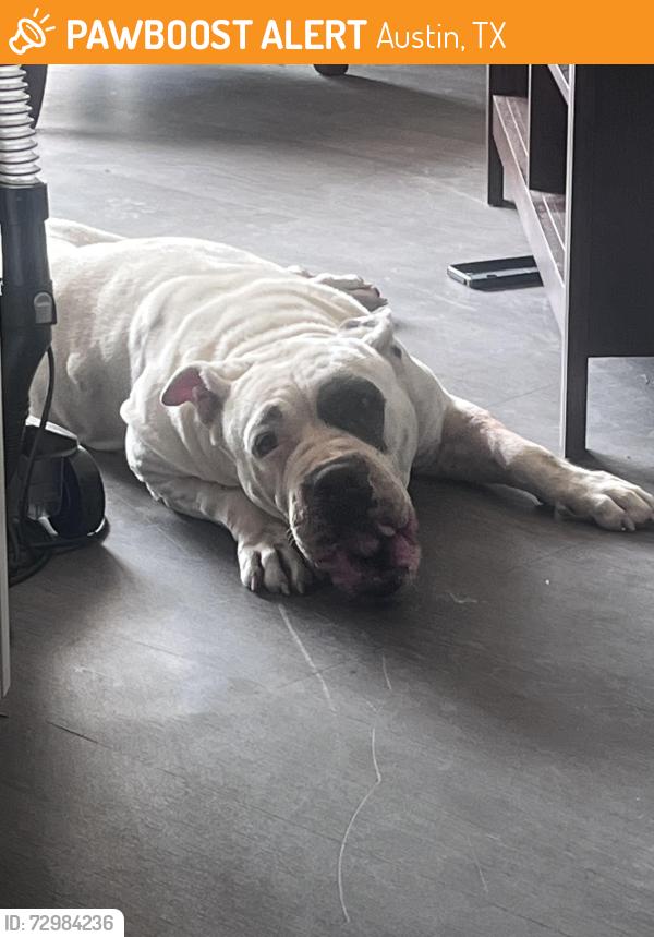 Found/Stray Female Dog last seen Rundberg, Austin, TX 78753