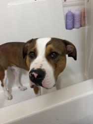 Lost Male Dog last seen Was seen running around Sea Vista Motel in South Topsail, Holly Ridge, NC 28445
