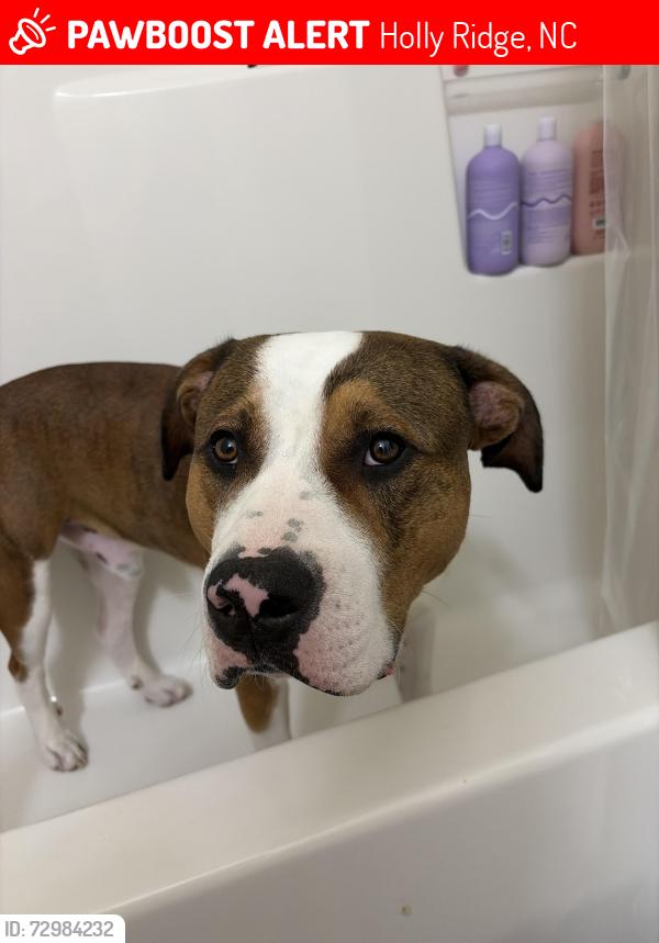 Lost Male Dog last seen Was seen running around Sea Vista Motel in South Topsail, Holly Ridge, NC 28445