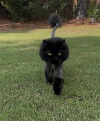 Reunited Male Cat last seen Emerald apmts on Millertown Pike 37917, Knoxville, TN 37917