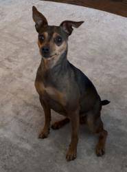 Reunited Female Dog last seen Muir Woods National Monument , Mill Valley, CA 94941