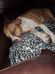Reunited Female Dog last seen Near Calvary Church, Sumner, WA 98390