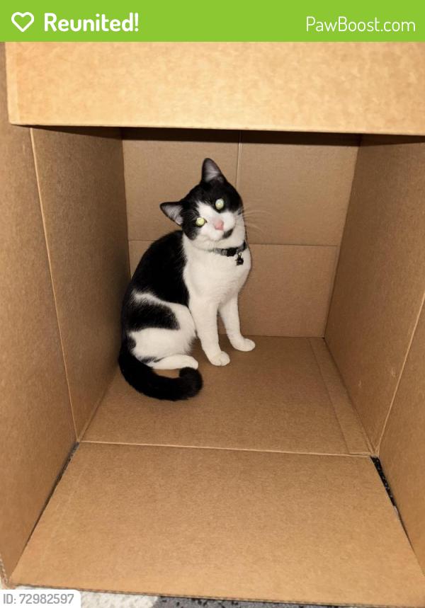 Reunited Male Cat last seen South gulley and van born , Dearborn Heights, MI 48125