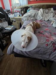 Reunited Female Dog last seen Drummond Ave., Neptune, NJ, Asbury Park, NJ 07712