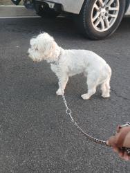 Reunited Male Dog last seen Azusa and Rowland, West Covina, CA 91791