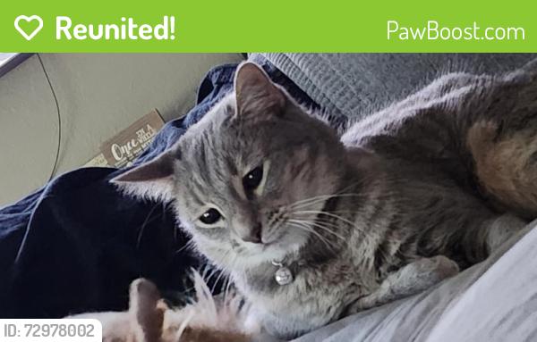 Reunited Female Cat last seen Long Rifle Dr. and Chapel Creek, Fort Worth, TX 76108
