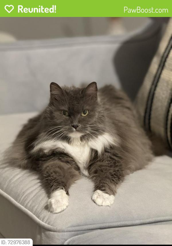 Reunited Female Cat last seen Ardith, Orinda, CA 94563