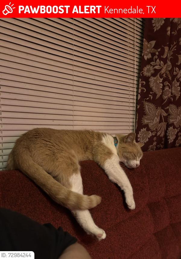 Lost Male Cat last seen Between Eden rd and turner Warnell rd, Kennedale, TX 76060