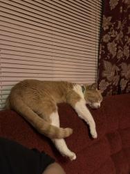 Lost Male Cat last seen Between Eden rd and turner Warnell rd, Kennedale, TX 76060