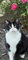 Lost Male Cat last seen Montgomery and Collinwood, west of ies Arena , Fort Worth, TX 76107