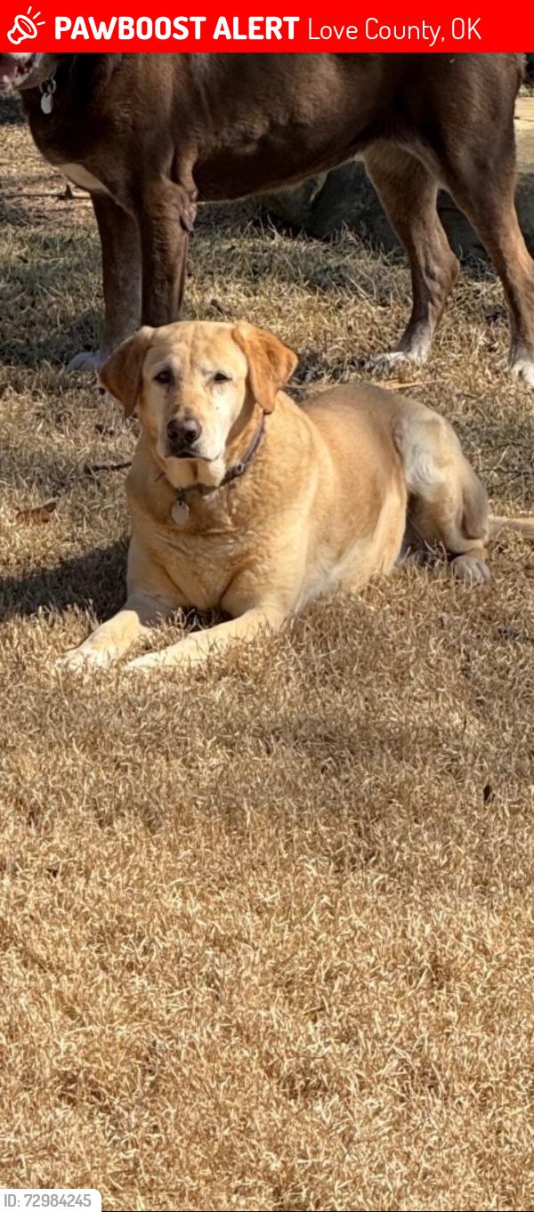 Lost Female Dog last seen Oswalt Road. Collar found on road, Love County, OK 73430
