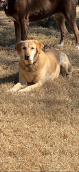 Lost Female Dog last seen Oswalt Road. Collar found on road, Love County, OK 73430