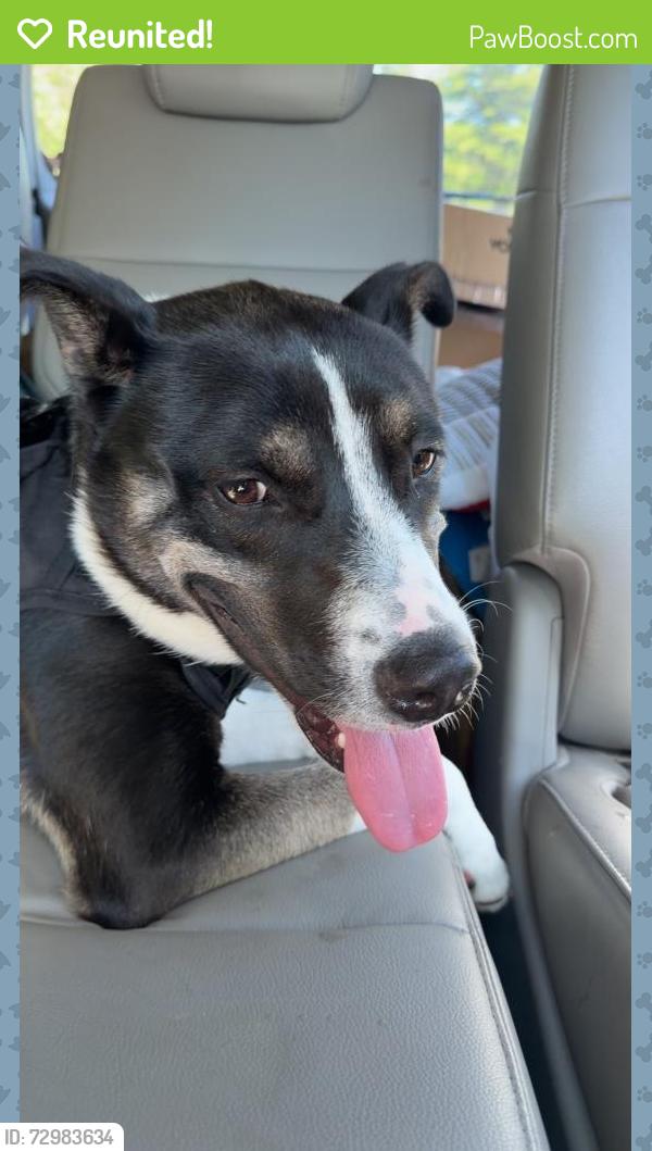 Reunited Male Dog last seen Hubbard Road/Mallard Creek/Sugar Creek , Charlotte, NC 28269
