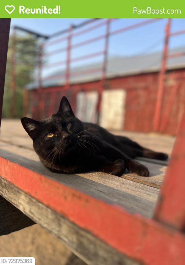 Reunited Male Cat last seen Hoel Avenue/ County Road A Stoughton, Stoughton, WI 53589