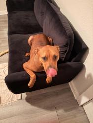 Found/Stray Male Dog last seen Old corry Field, Warrington, FL 32507