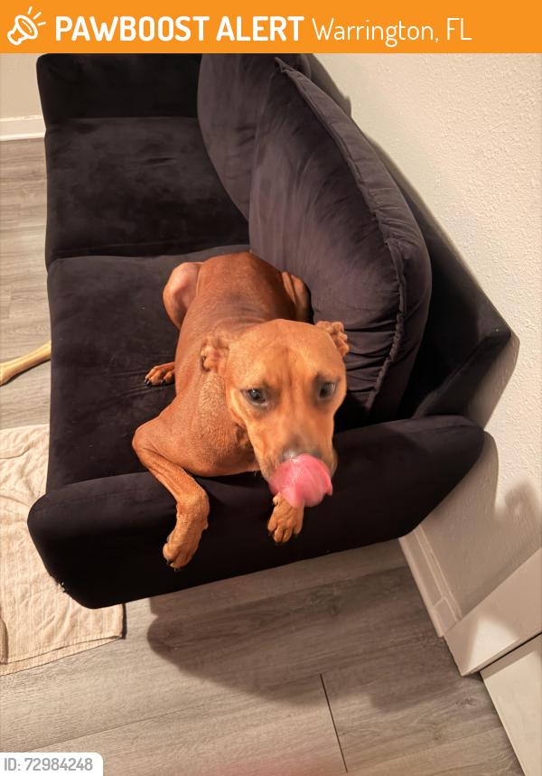 Found/Stray Male Dog last seen Old corry Field, Warrington, FL 32507